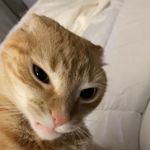Abraham - @abegomez08 - Instagram