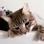 MR. GREYSON & LIL' AB'E - @mr.greyson.abe.the.cats - Instagram