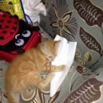 Abe Haddad - @abeawesome136 - Instagram