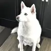 Abe Hansen - @abe.hansen - TikTok