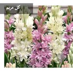 Maryam_abedinnejad - @maryam_abedin_nejad - Instagram