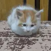Abebe Alemu - @abebe.alemu75 - TikTok