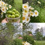 Abeer Saad - Facebook