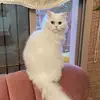 Abeer Salman - @abeersalman2022 - TikTok