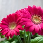 Abeer Salman - @asalman80 - Instagram