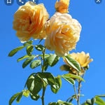 Abeer Salman - @abeer.salman.127 - Instagram