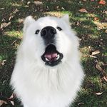 Abel Antonio - @abelantoniosamoyed - Instagram