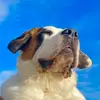 Abella the Saint Bernard - @abellathesaintbernard - TikTok