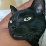 Abel - @abelblackcat - Instagram