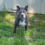 Abel Blu Blake - @abel_the_blupit - Instagram