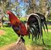Abel Bocanegra - Facebook