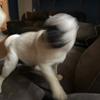 abelshortsbonelab - @presley123451 - TikTok
