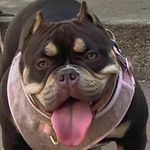 Abel Botello - @dogpatch_kennels - Instagram