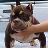 Abel Botello - @dogpatchkennels - TikTok