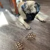 Leo & tortoise - @anabelbracamontes - TikTok