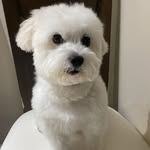 Abel Castello Branco - @abelcastellobranco - Instagram