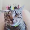Brea Abel - @breaabel1 - TikTok