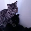 breaabel - @breaabel0 - TikTok