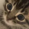 Abel Caballero - @baby_kitty_xd - TikTok
