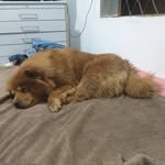 Abel Camilo Miranda Camilo Miranda - @lobosking01 - Instagram