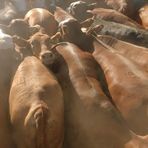 Comisionista Abel Willener Compra Venta Animales Y Campo - Facebook