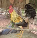 Abel Caraballo - Facebook