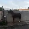 abel Caraballo - @abelcaraballo0 - TikTok