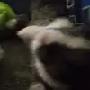 abelcastaneda021 - @abelcastaneda021 - TikTok