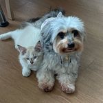 Abel Chan - @abelchanhp - Instagram