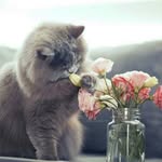 Ангелина - @abelchenko84 - Instagram