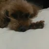 abel cheng - @abelch0809 - TikTok
