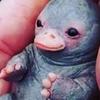 abel_el_oso - @abel_el_oso - TikTok