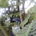 Abel Loso - Facebook