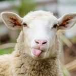 @mouton_de_abel - Instagram