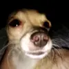 abelmujica - @abelmujica29 - TikTok