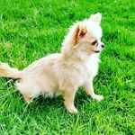 Abel Nolasco - @chihuahuas_de_mis_amores - Instagram