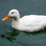 Abel Richardson - @unknownduck025 - Instagram