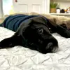 BEL - @annabel.robinson - TikTok