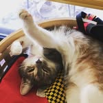 Abel, Sawyer, Meeka + Minnie - @sawyer_and_company - Instagram