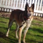 Abel - @abel_the_german_shepard - Instagram