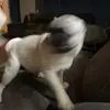 abelshortsbonelab - @presley123451 - TikTok