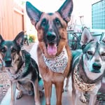 Abel, Sierra, and Zeus - @abelandzeus - Instagram