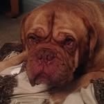 Abel Simpson🐶 - @abel.simpson - Instagram