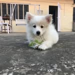 Abel Singh 🧿 - @abelthepomeranian9 - Instagram