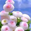 user705338447967 - @abelisingh - TikTok