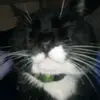 Abel Solano - @abel.solano464 - TikTok