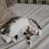 Abel Tapia6869 - @disipulo1000 - TikTok