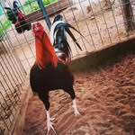 Abel Zavala - @abel.zavala.73997 - Instagram