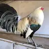 Abel Zetina - @abel.zetina - TikTok