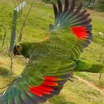 Abelardo Alfaro - Facebook